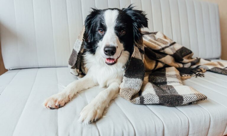 i cani e il cambio di stagione, segnali e consigli