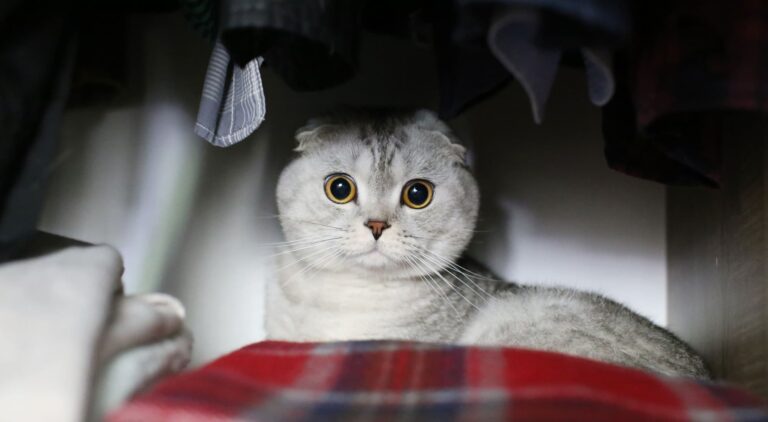 Gatto che si nasconde copertina articolo blog Arcaplanet su perché il gatto si nasconde