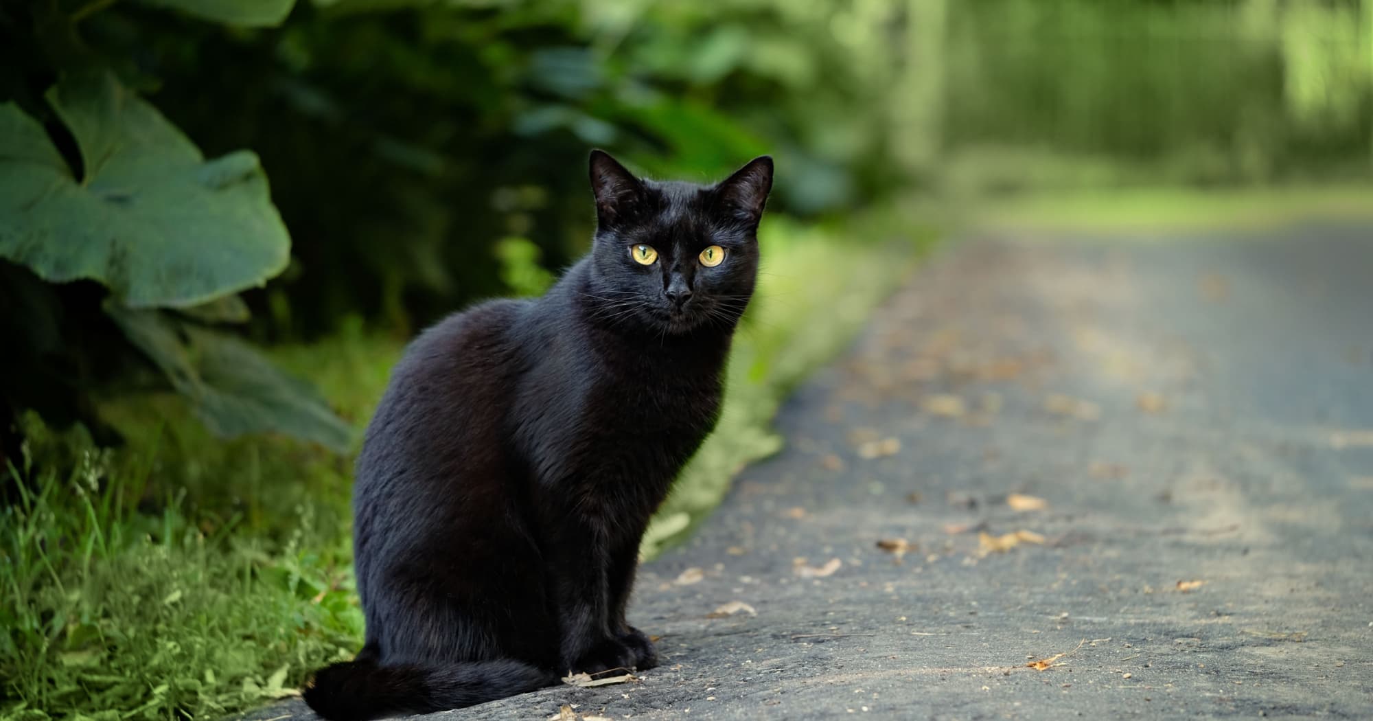 la giornata del gatto nero