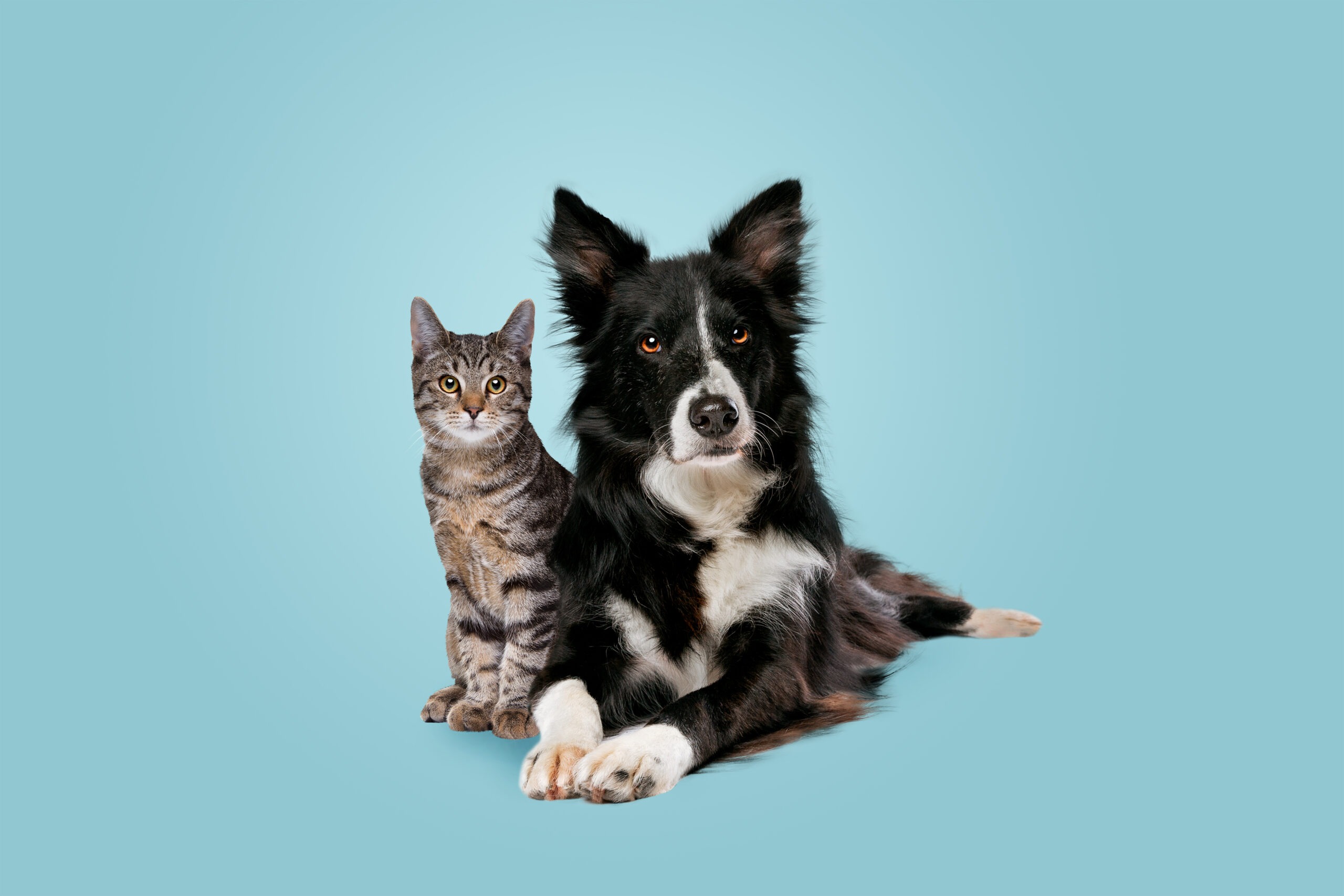 Cane e gatto copertina articolo blog Arcaplanet su probiotici per cani e gatti