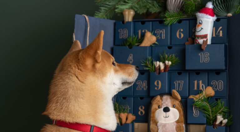 Cane gioca con calendario Avvento copertina articolo blog Arcaplanet sul calendario dell'Avvento per cani
