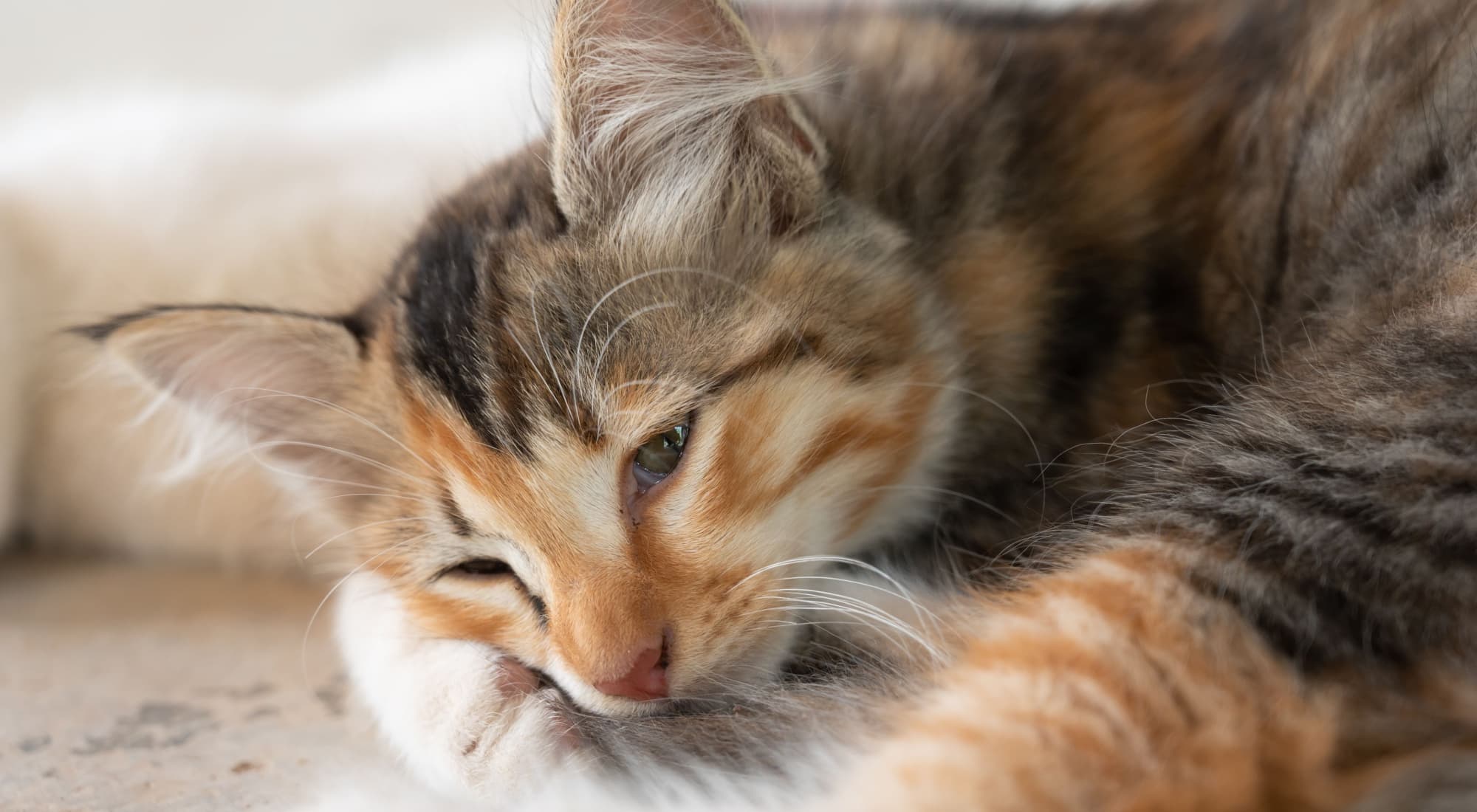 Gatto con la febbre copertina artioclo blog Arcaplanet su come capire se il gatto ha la febbre