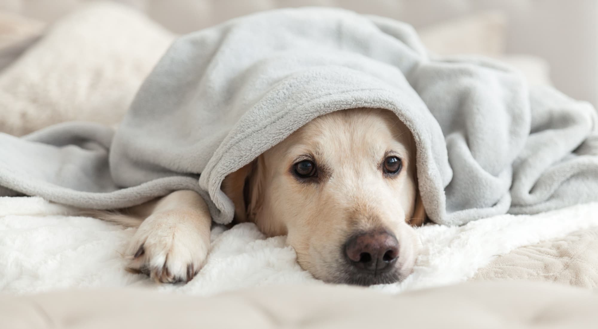 Cane sotto una coperta copertina articolo blog Arcaplanet su cane sotto le coperte