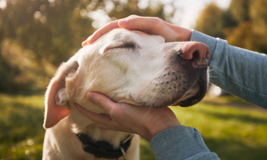 Come Capire Se Il Cane Ti Ha Scelto Come Padrone Arcamagazine 5344