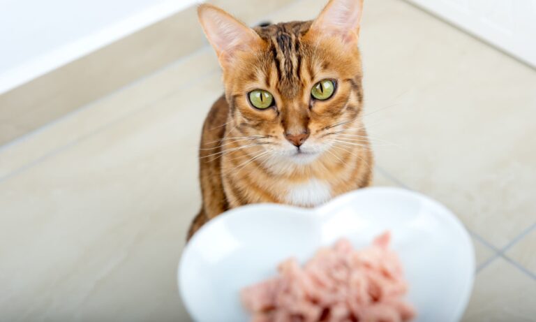 Gatto con un piatto davanti copertina articolo blog Arcaplanet su cosa possono mangiare i gatti
