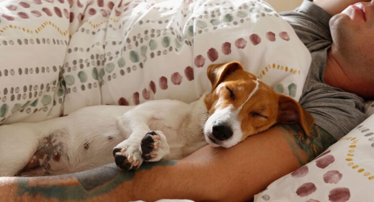 Cane dorme nel letto copertina articolo blog su dormire con il cane