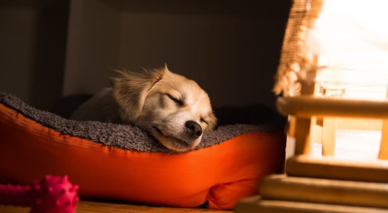Cane dorme copertina articolo blog Arcaplanet su dove far dormire il cane di notte