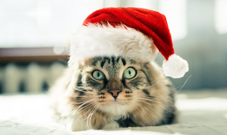 Gatti vestiti da Babbo Natale sì o no