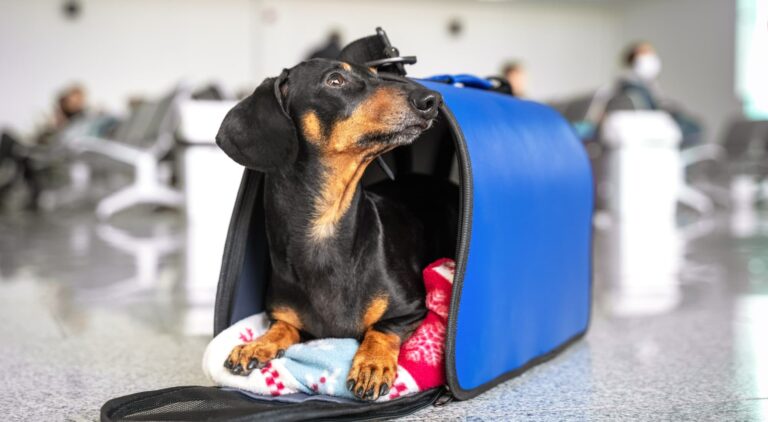 Cane nel trasportino pronto a viaggiare copertina articolo blog Arcaplanet su passaporto per cani