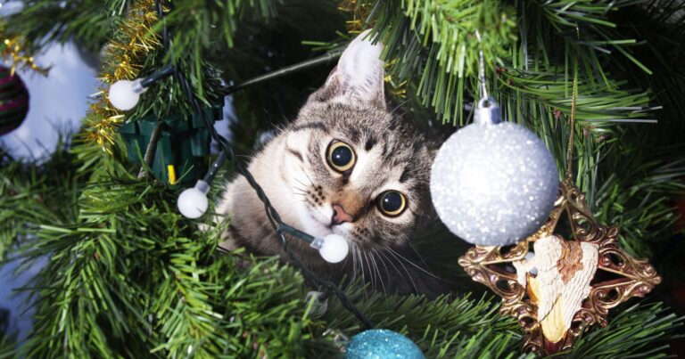 Gatto gioca con albero di Natale copertina articolo blog Arcaplanet su recinto per albero di Natale