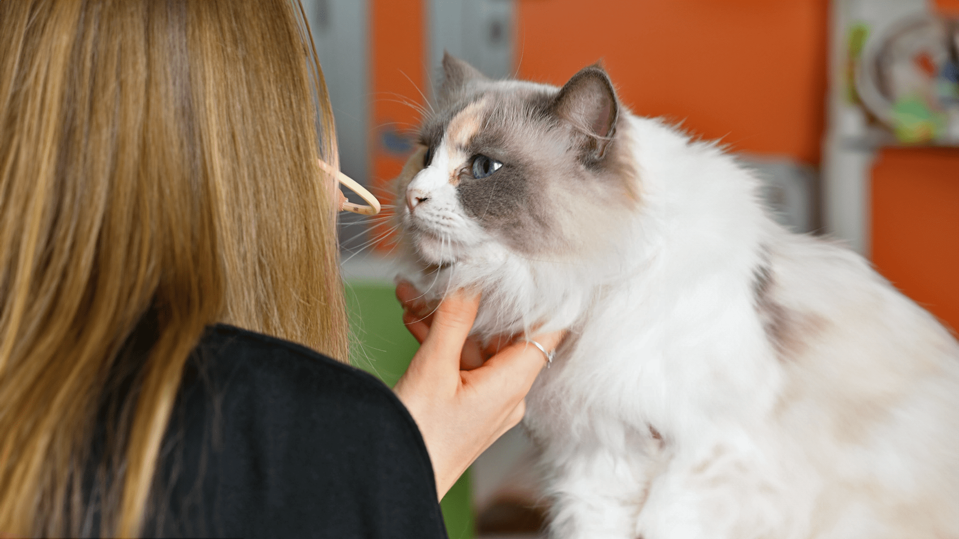 Pet Therapy con protagonisti i gatti