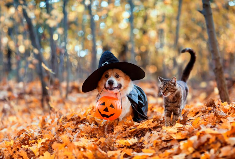 Un gatto e un cane con costume di Halloween e zucca