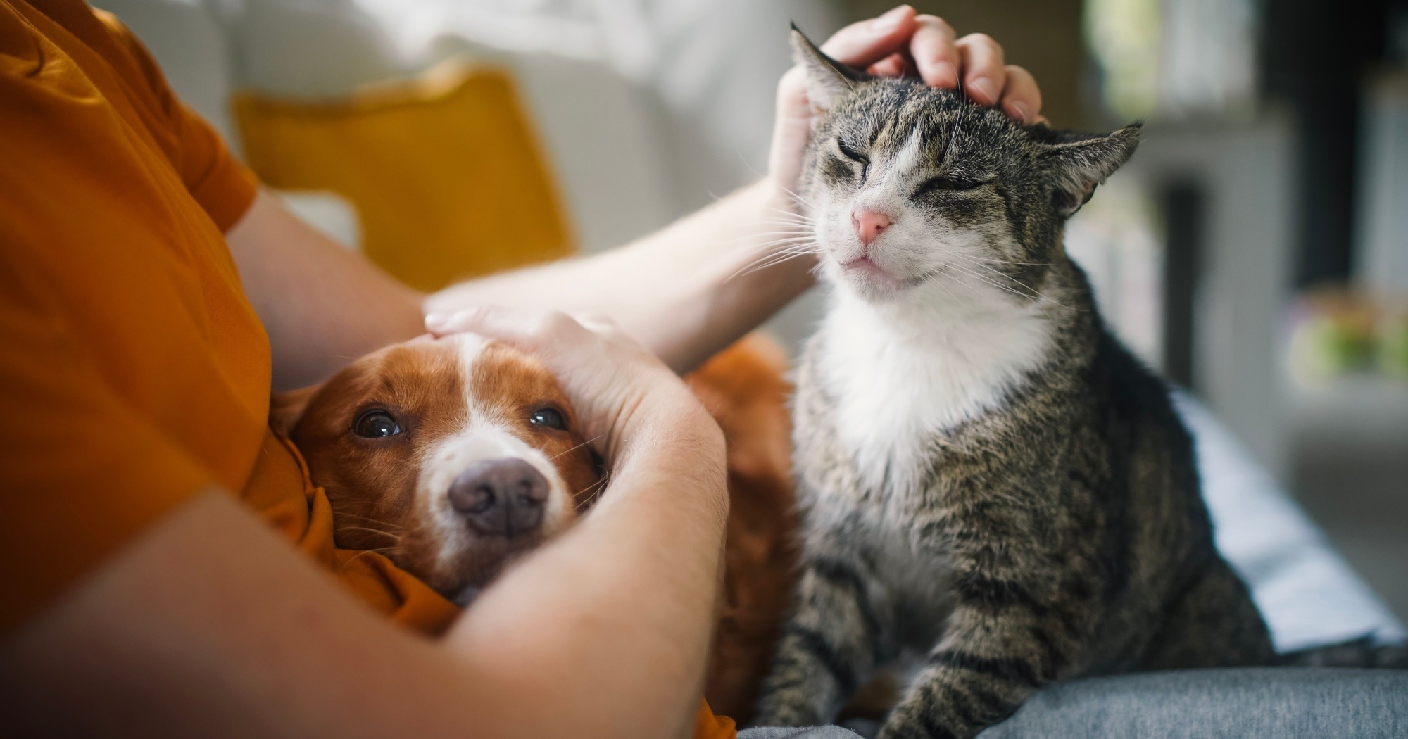 persona che coccola i suoi pet, un cane e un gatto