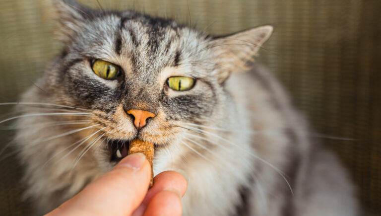 Premietti per gatti