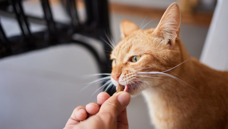 Snack ipocalorici gatto