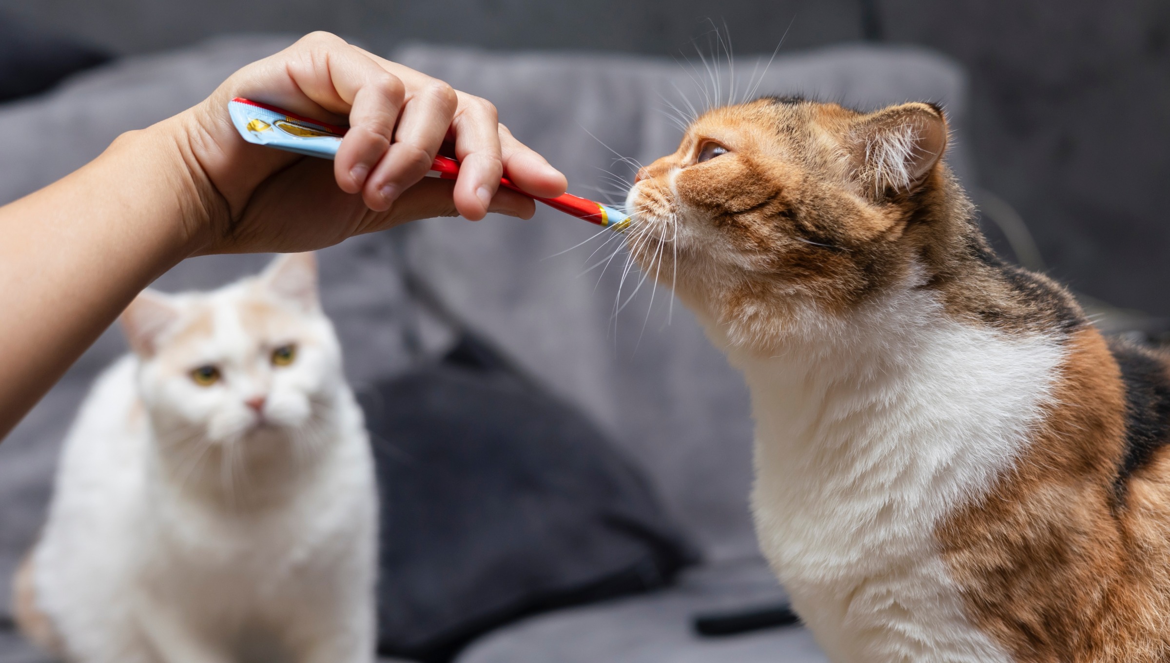 Snack liquidi gatto