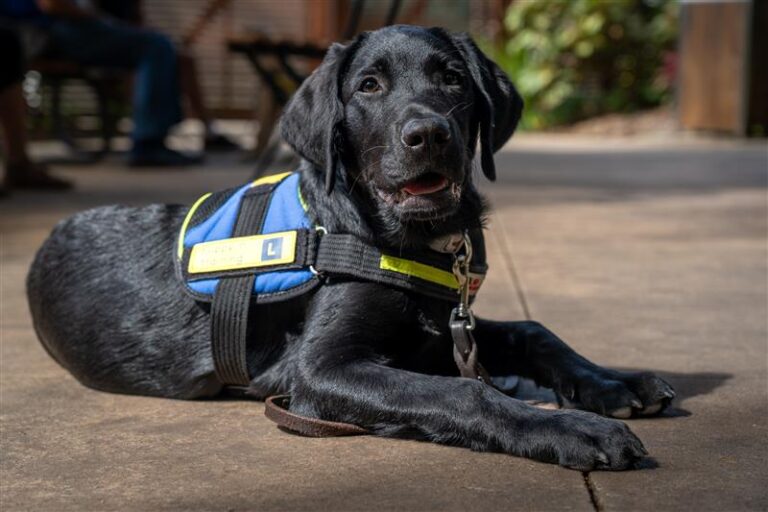 Arcaplanet giornata nazionale dei cani guida