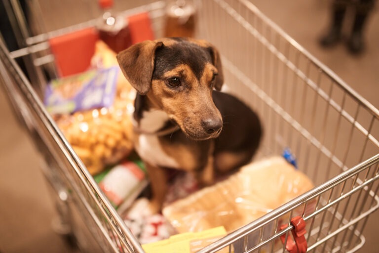 Black friday Arcaplanet